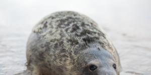 Сезон рождения тюленей начался на льду Финского залива